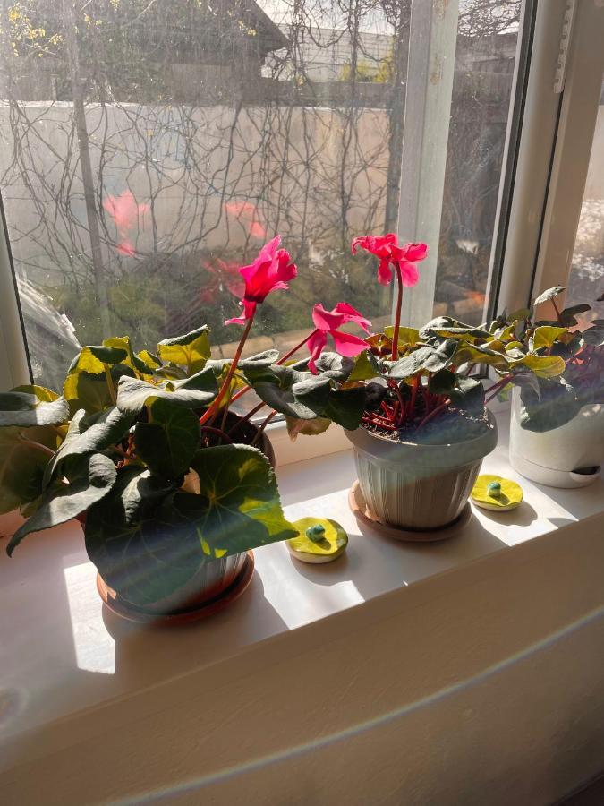 Gulnara Guest House 巴雷克奇 外观 照片